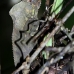 iguana_helmut_map_v_0005_cos0194.jpg